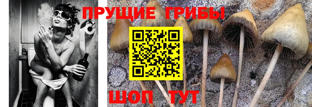 Бузулук  Псилоцибиновые грибы мухоморы  Вход с VPN 